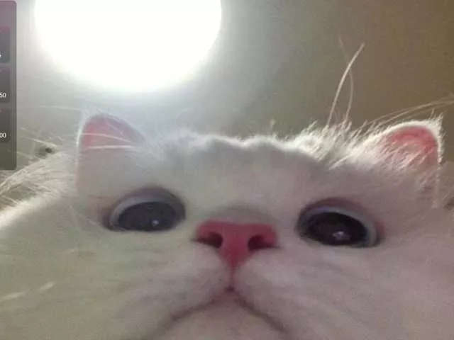 CrazyWine on BongaCams