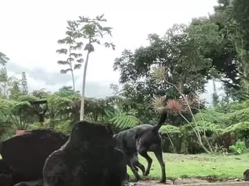 Offline kaileeshy on Chaturbate